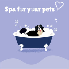 Naklejka premium Bernese Mountain Dog sitting with his tongue sticking out in a tub of bubbles. grooming salon for dogs concept 