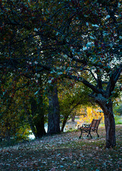 Lonely bench located in a park at sunset in autumn