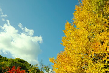 Fototapeta premium 美しい紅葉