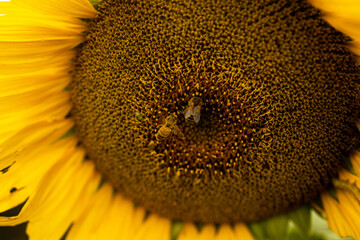 Sunflower Field at Sunset - Hunter Valley