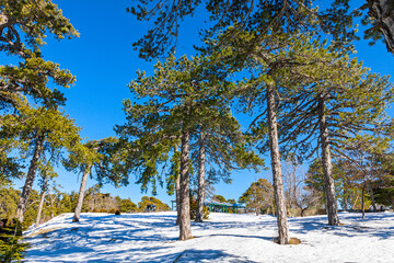 Picturesque winter landscape with snow and blue sky in Troodos Mountains on Cyprus