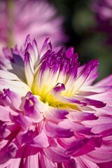 Macro os purple and white dalhia.