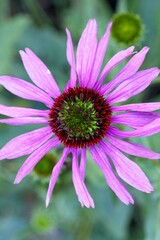 Top view of a pink echinacea flower.