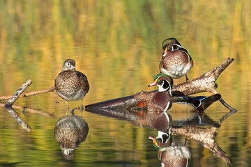 Three wood ducks in a pond.