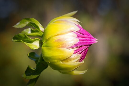 Closed head of a dalhia flower in a park.