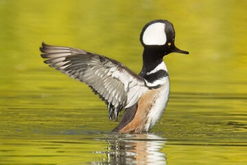 Fototapeta premium Hooded merganser flaps its wings in the water.