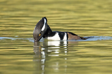 Hooded merganser diving under the water.