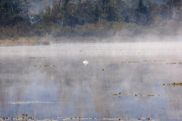 Pair of Trumpeter Swans (Cygnus buccinator) on lake on foggy October morning