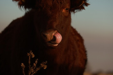 red cow putting his tongue inside his nose