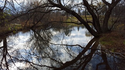 Naklejka premium reflection of trees in water