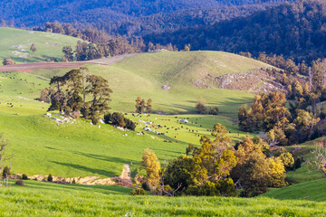 Fototapeta na wymiar Landscape near Derby in Tasmania Australia