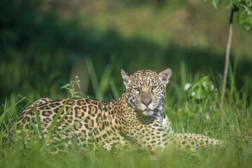 Jaguar in Repose lying in the grass
