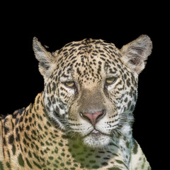 Fototapeta na wymiar Portrait of a Jaguar in the Pantanal - front on view 
