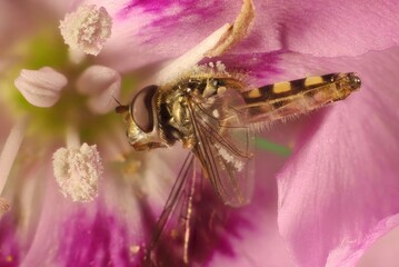 Super-macro lateral view of Common Hover Fly (Melangyna viridiceps) Australia