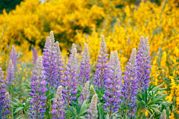 Obraz premium LUPINOS
