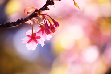 鮮やかに咲く河津桜
