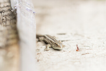 The sand lizard (Lacerta agilis), of the family Lacertidae. Central Russia.