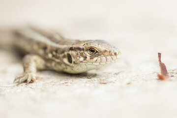 The sand lizard (Lacerta agilis), of the family Lacertidae. Central Russia.