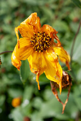 withered sunflower