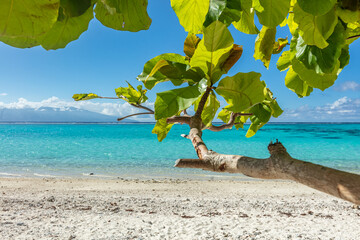 Plage de Temae à Mo'orea en Polynésie