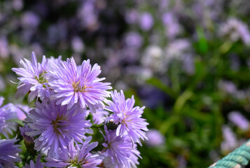 Violet-pink gerbera flower blomming on  natural background.