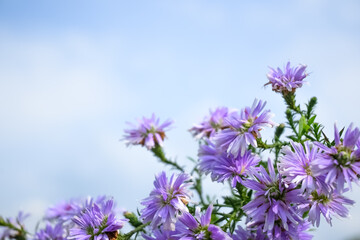 Obraz premium Violet-pink gerbera flower blomming on blue sky background.