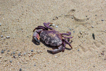 jaiva muerta en la playa
