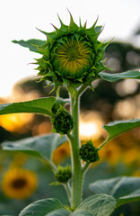 Słoneczniki © janek