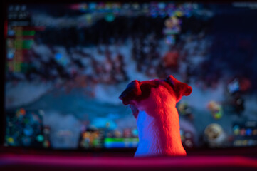 Dog Jack Russell Terrier is watching a computer game in neon light in the dark.