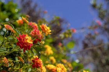 flores amarillas y rojas en arbustos