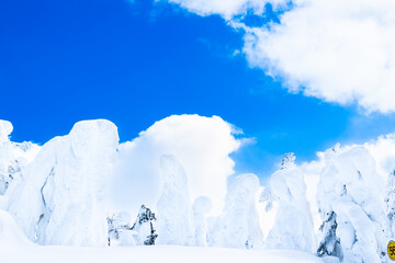 Fototapeta na wymiar 山形蔵王の白銀世界の樹氷