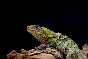 Spiny tailed iguana on a tree branch