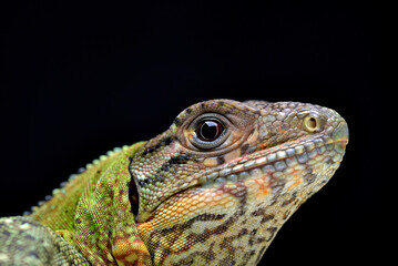 Spiny tailed iguana on a tree branch