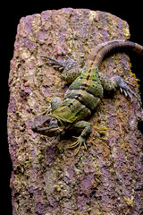 Spiny tailed iguana on a tree branch
