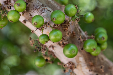 Exotic fruit. The green jaboticaba growing on the stem of the jaboticaba tree. Jaboticaba is the native Brazilian grape tree. Species Plinia cauliflora. Typical exotic summer fruit. Gastronomy. - obrazy, fototapety, plakaty