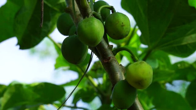 The fruit of Jatropha curcas (Also called jarak pagar, physic nut, Barbados nut, poison nut, bubble bush, castor oil plant, hedge castor oil plant) leaves. Indonesian use the latex to stop bleeding