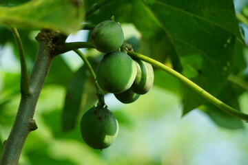 The fruit of Jatropha curcas (Also called jarak pagar, physic nut, Barbados nut, poison nut, bubble...