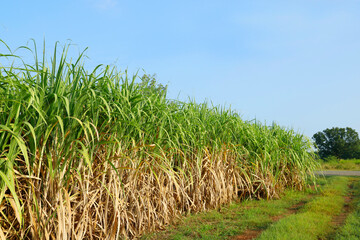 sugar cane plantation in thailand