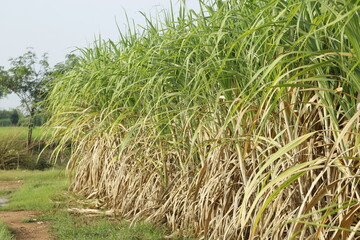 sugar cane plantation in thailand