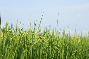 sugar cane plantation in thailand