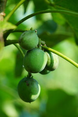 The fruit of Jatropha curcas (Also called jarak pagar, physic nut, Barbados nut, poison nut, bubble bush, castor oil plant, hedge castor oil plant) leaves. Indonesian use the latex to stop bleeding