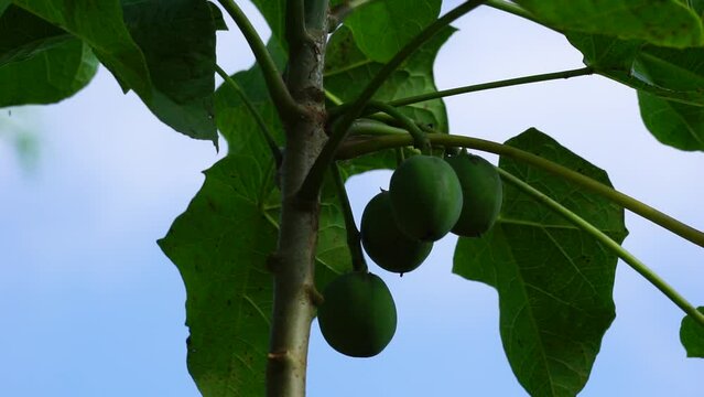 The fruit of Jatropha curcas (Also called jarak pagar, physic nut, Barbados nut, poison nut, bubble bush, castor oil plant, hedge castor oil plant) leaves. Indonesian use the latex to stop bleeding