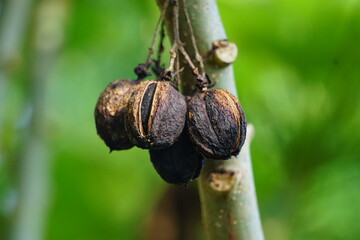 The fruit of Jatropha curcas (Also called jarak pagar, physic nut, Barbados nut, poison nut, bubble...