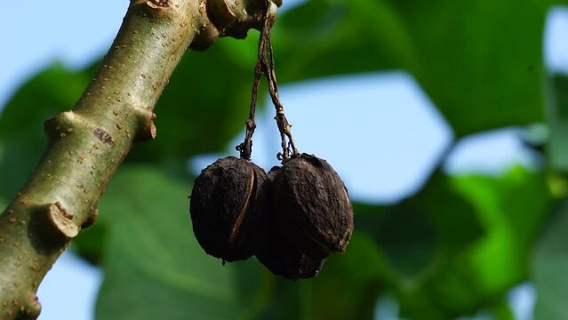 The fruit of Jatropha curcas (Also called jarak pagar, physic nut, Barbados nut, poison nut, bubble bush, castor oil plant, hedge castor oil plant) leaves. Indonesian use the latex to stop bleeding
