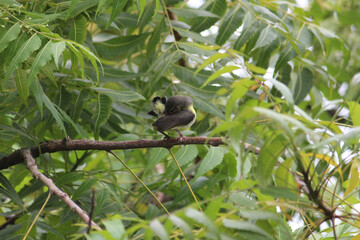 The common tailor bird sitting on green tree branch and cleaning his wings