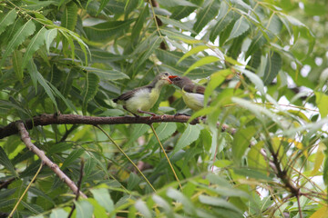 The common tailor bird feed his baby  on green tree branch