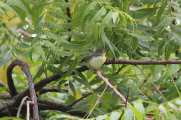 The common tailor bird sitting on green tree branch
