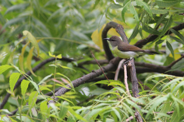 The common tailor bird sitting on green tree branch