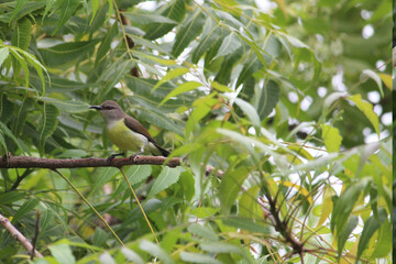 The common tailor bird sitting on green tree branch