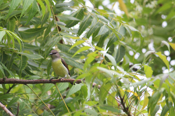 The common tailor bird sitting on green tree branch